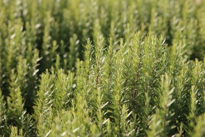 plants-that-keep-away-mosquitoes